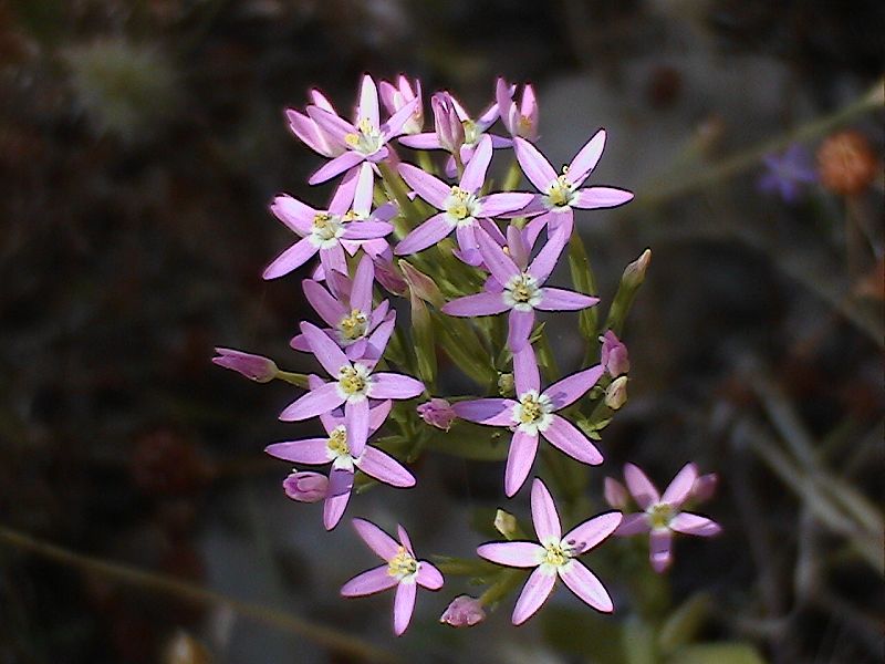 Centaurium erythraea sl.